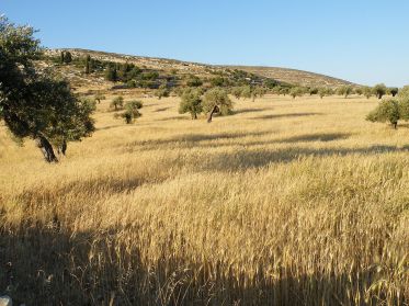 1280px-Fields_of_Yanoun_Palestine