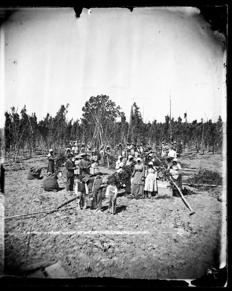 Picking Hops in Nineteenth-Century Wisconsin
