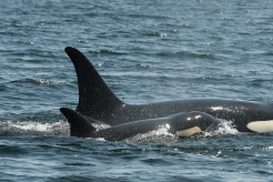 Scarlet (J-50). Photo courtesy of the Center for Whale Research.