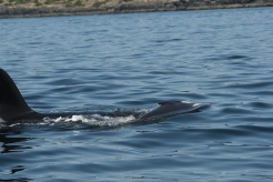 Tahlequah (J-35) holding up her dead calf. Photo courtesy of the Center for Whale Research.