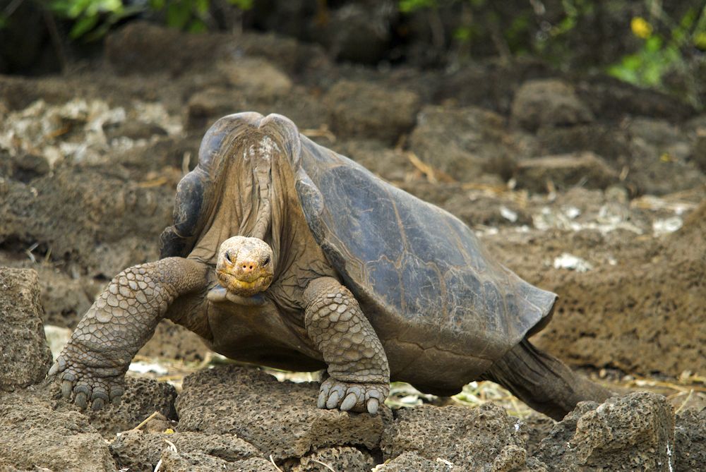 Book Review: Elizabeth Hennessy, On the Backs of Tortoises: Darwin, the Galápagos, and the Fate of an Evolutionary Eden